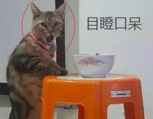 原来表情帝不仅只有哈士奇,猫咪偷吃被发现,这表情也是醉了 原来表情帝不仅只有哈士奇,猫咪偷吃被发现,这表情也是醉了