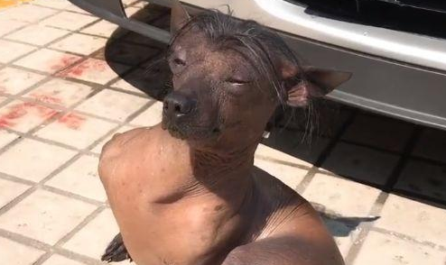 狗狗坐在地上晒太阳，表情特别享受，网友：这狗的发型好酷