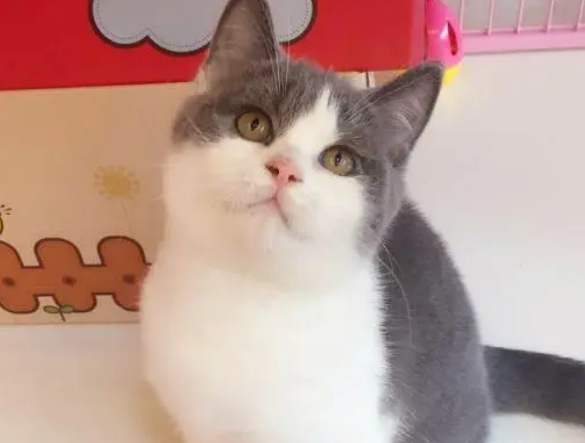 主人带猫咪去剃毛,看到猫咪造型忍不住笑喷:这是白斩鸡? 主人带猫咪去剃毛,看到猫咪造型忍不住笑喷:这是白斩鸡?