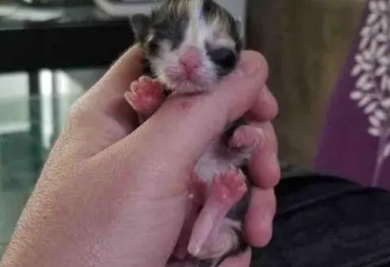 孩子相继离世,母猫为救最后的小猫,把小猫放在诊所门口转身离开 孩子相继离世,母猫为救最后的小猫,把小猫放在诊所门口转身离开