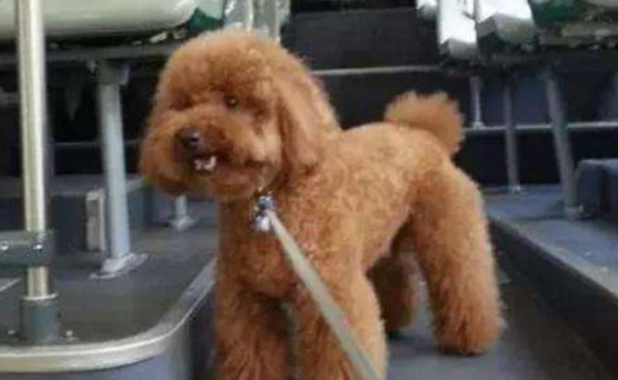 阿姨为宠物犬买公交车票,狗狗全程静坐,乘客都很淡定 阿姨为宠物犬买公交车票,狗狗全程静坐,乘客都很淡定