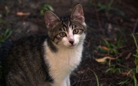 又现动物园猴猫共栖情况，据说为除鼠患，无欺凌现象