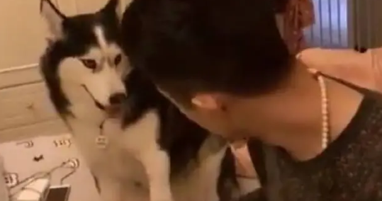 女主人怀孕后,哈士奇只让男主人摸女主人肚子,其他亲戚一律不让 女主人怀孕后,哈士奇只让男主人摸女主人肚子,其他亲戚一律不让