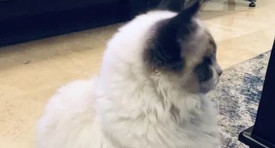 布偶猫看到窗户“大开”,纠结要不要跑出去,最后决定…… 布偶猫看到窗户“大开”,纠结要不要跑出去,最后决定……
