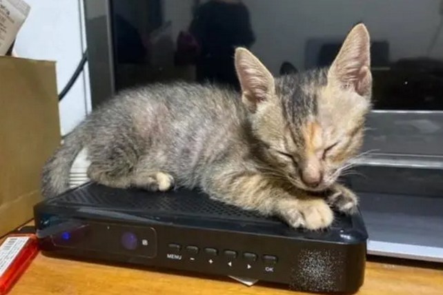 不知道自己长大了！萌猫硬挤在小盒子上睡觉，太可爱了