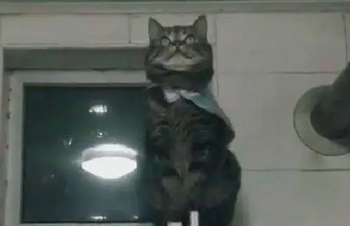 主人找猫咪找不到，在厨房找到后吓了一跳 主人：你是要上天吗