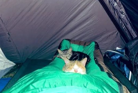郊区露营,半夜被脚底不明生物惊醒,鼓起勇气一照原来是... 郊区露营,半夜被脚底不明生物惊醒,鼓起勇气一照原来是...