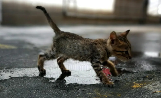 昆明动物园群猴虐待流浪猫？近期将猫移出猴山，检查健康