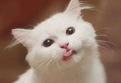 猫:我好喜欢你 忍不住给你个么么哒 猫:我好喜欢你 忍不住给你个么么哒
