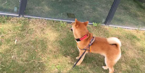 柴犬坐车出来玩晕车了,下车刚缓过劲来,一抬头看到镜子里的自己 柴犬坐车出来玩晕车了,下车刚缓过劲来,一抬头看到镜子里的自己