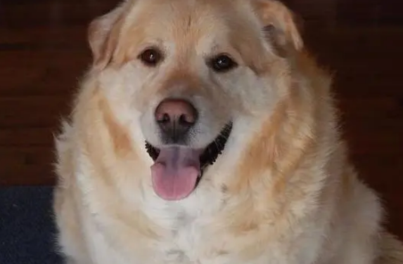 兽医学生帮助125磅重的金毛猎犬减肥