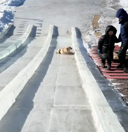 狗狗会自己滑雪坡,滑下去又跑上来接着滑,无忧无虑的真快乐啊! 狗狗会自己滑雪坡,滑下去又跑上来接着滑,无忧无虑的真快乐啊!