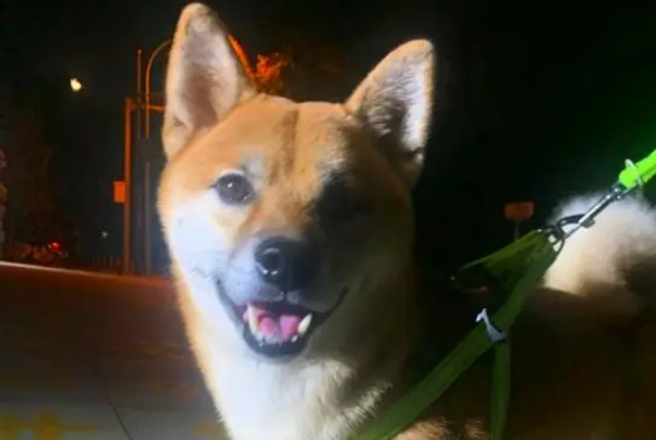 受伤柴犬流浪街头,走丢5天后,主人却被蒙在鼓里,家人没告诉他 受伤柴犬流浪街头,走丢5天后,主人却被蒙在鼓里,家人没告诉他
