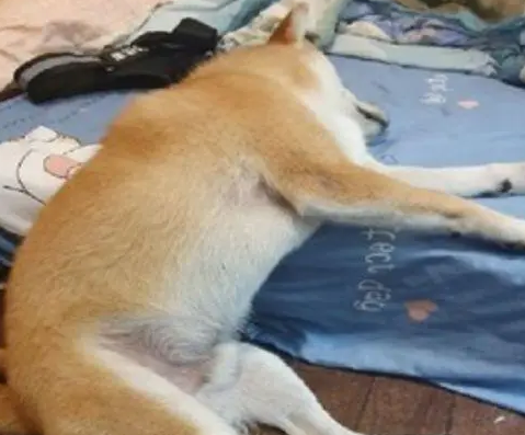 主人出门上班跟柴犬道别,柴柴敷衍睁开眼:慢走不送 主人出门上班跟柴犬道别,柴柴敷衍睁开眼:慢走不送