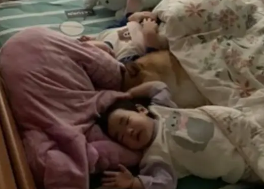 柴犬不见了,妈妈帮孩子盖被发现中间有个毛茸茸的身影,真温馨 柴犬不见了,妈妈帮孩子盖被发现中间有个毛茸茸的身影,真温馨