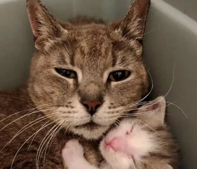 流浪猫怀孕后首次向人讨食，生完孩子知恩图报，专门回来道谢