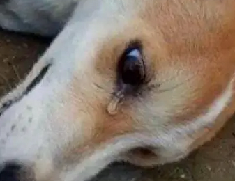 心疼！养了6年的狗狗被遗弃，全身抽搐流泪哭个不停
