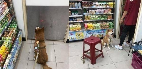 柴犬每天都往便利店跑。女主人注意到真相后，非常嫉妒