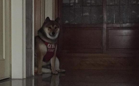 主人半夜一点回家,发现柴犬在门口等候,网友却一句话毁暖心场面 主人半夜一点回家,发现柴犬在门口等候,网友却一句话毁暖心场面