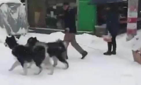 哈士奇见到雪后,立马摆脱往日犯二形象,变身成为真正雪橇犬 哈士奇见到雪后,立马摆脱往日犯二形象,变身成为真正雪橇犬
