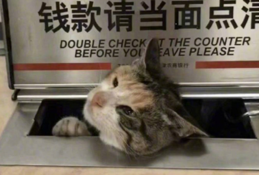 流浪猫跑到银行“办业务”，将脑袋伸到窗口内，猫：我要存自己