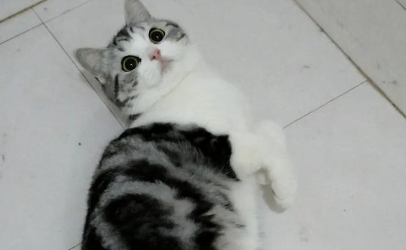 “我把猫放在宠物店洗澡后，它应激猝死了......”