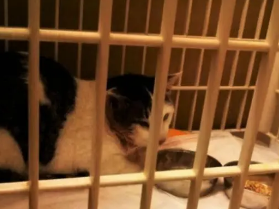 猫咪被主人虐待，得救后害怕人的触碰，众人却用温柔感化