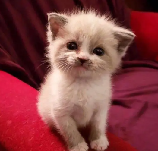 小猫天生就有明星的气质，一看到镜头就微笑