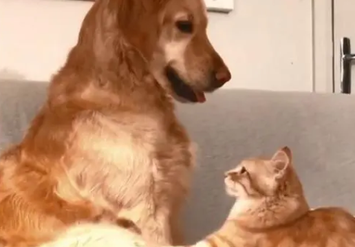 金毛与小橘猫成好友,甘当小橘猫的保护伞,现“最萌体型差”! 金毛与小橘猫成好友,甘当小橘猫的保护伞,现“最萌体型差”!