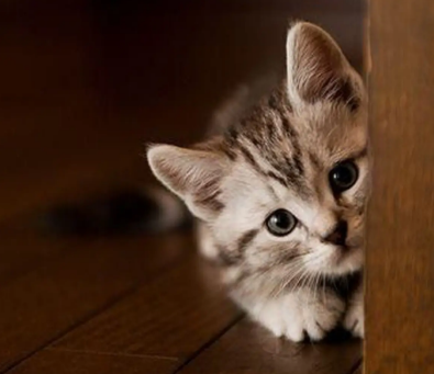 想要养一只猫咪,老爸不愿意,如今对猫咪态度,比对我还好! 想要养一只猫咪,老爸不愿意,如今对猫咪态度,比对我还好!