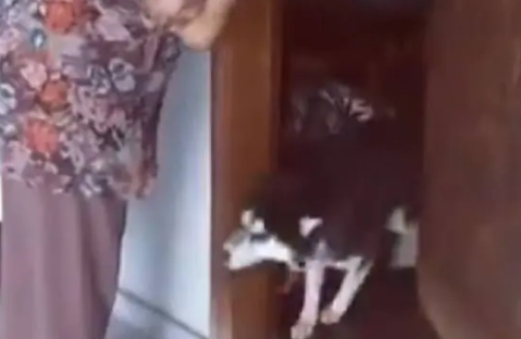 哈士奇热情欢迎奶奶，但发现没给它带吃的后，竟然立马变脸