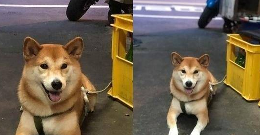 柴犬每天都往便利店跑。女主人注意到真相后,非常嫉妒 柴犬每天都往便利店跑。女主人注意到真相后,非常嫉妒