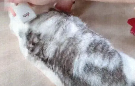 本以为猫咪是毛多显得胖，剃完毛才发现是真的胖，真正的水桶腰啊