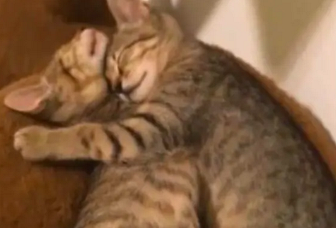 给猫咪买了一只同伴,买回家之后才发现,自己天天被虐 给猫咪买了一只同伴,买回家之后才发现,自己天天被虐
