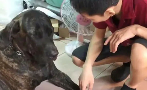 偷吃正宗大鸡腿，高山犬遭训话装无辜，硬挤两滴泪：我错了