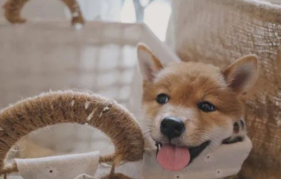 网友凌晨回家,发现门口有一只小柴犬守候,狗子:终于有人回来了,都等一晚上了! 网友凌晨回家,发现门口有一只小柴犬守候,狗子:终于有人回来了,都等一晚上了!