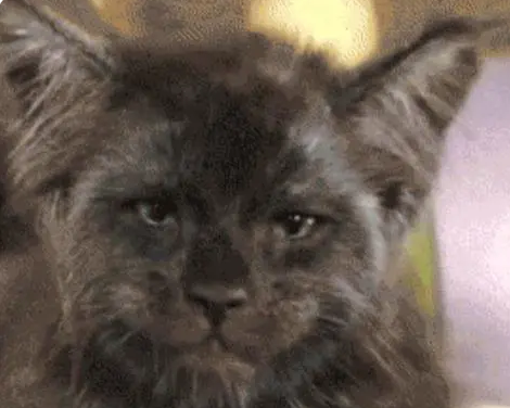 朋友买了一只高价猫,看了猫咪的容貌,真的是欣赏不来 朋友买了一只高价猫,看了猫咪的容貌,真的是欣赏不来