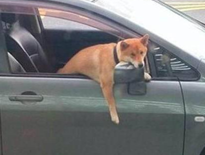 柴犬在车上等候主人一脸生无可恋, 网友: 差不多是条废狗了 柴犬在车上等候主人一脸生无可恋, 网友: 差不多是条废狗了