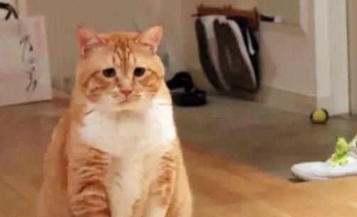 橘猫乱尿尿被罚趴墙,这委屈巴巴的小眼神真是绝了! 橘猫乱尿尿被罚趴墙,这委屈巴巴的小眼神真是绝了!