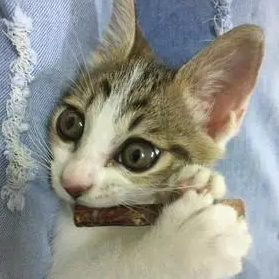 捡了流浪猫回家，没多久就露出“本性”，咬坏了铲屎官的耳机