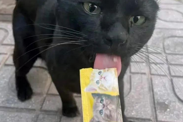 网友偶遇一只超凶黑猫,掏出猫条后它瞬间变脸...猪瘾犯了? 网友偶遇一只超凶黑猫,掏出猫条后它瞬间变脸...猪瘾犯了?