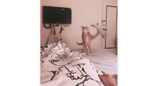 主人伤心哭泣，橘猫叼玩具安慰 ，一出手却让主人一秒爆粗！