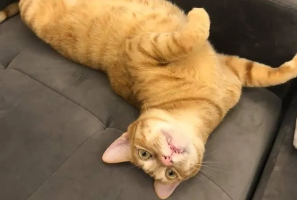 橘猫趴窝，肚皮底下诡异颤抖！主人掀开一看笑喷...