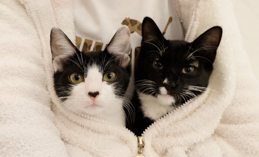 猫贩子伪装成外卖员偷走280只家猫，还要把它们端上餐桌、卖到虐猫者手里......