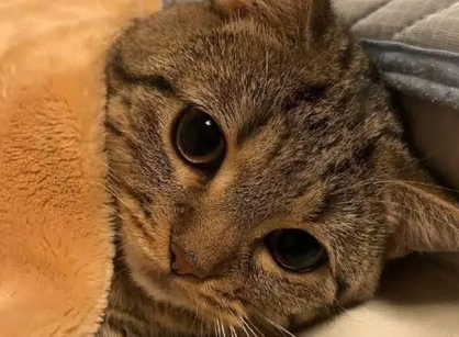 网友在宿舍上铺养了一只猫咪,猫咪每次下床的瞬间都让人笑喷 网友在宿舍上铺养了一只猫咪,猫咪每次下床的瞬间都让人笑喷