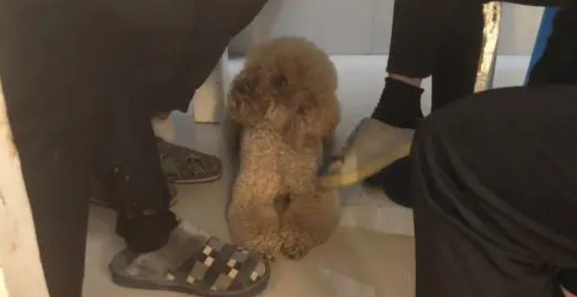 金毛要了半天也没得到,泰迪默不作声却得到了,真惆怅 金毛要了半天也没得到,泰迪默不作声却得到了,真惆怅