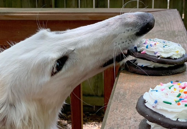 这类牧羊犬你见过吗?鼻子长达31公分,网友:确定不是修的图? 这类牧羊犬你见过吗?鼻子长达31公分,网友:确定不是修的图?