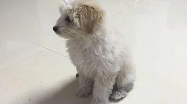 网友捡了一只小狗回家，洗干净之后发现自己捡到宝了！