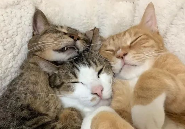 渣猫左拥右抱,正舒服呢下一秒却怀里空空,一脸懵:发生了啥? 渣猫左拥右抱,正舒服呢下一秒却怀里空空,一脸懵:发生了啥?