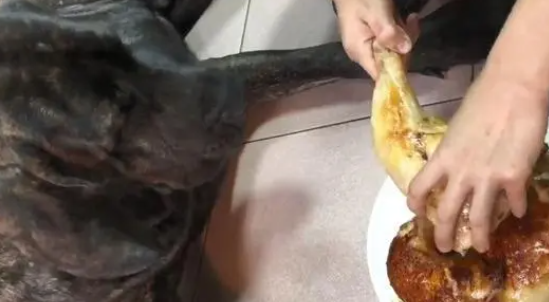 偷吃正宗大鸡腿,高山犬遭训话装无辜,硬挤两滴泪:我错了 偷吃正宗大鸡腿,高山犬遭训话装无辜,硬挤两滴泪:我错了